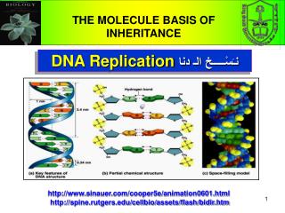 DNA Replication نـَسْـــــخ الـ دنا