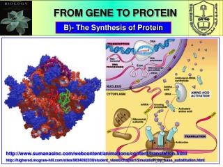 B)- The Synthesis of Protein