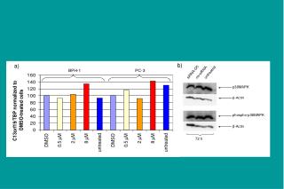 phospho-p38MAPK