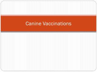 Canine Vaccinations