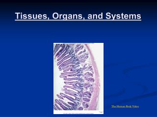 Tissues, Organs, and Systems