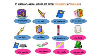 In Spanish, object words are either masculine or feminine :