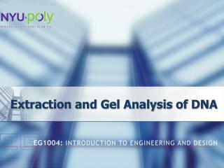 Extraction and Gel Analysis of DNA