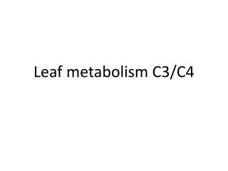 Leaf metabolism C3/C4