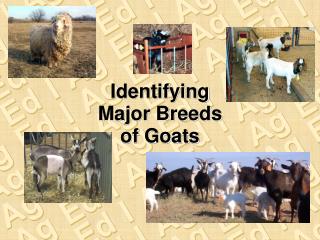 Identifying Major Breeds of Goats