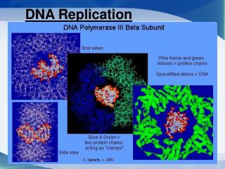 DNA Replication