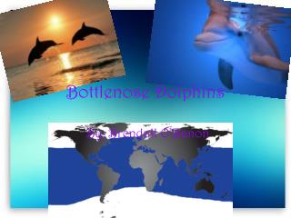 Bottlenose Dolphins