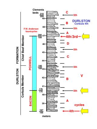 DURLSTON FORMATION