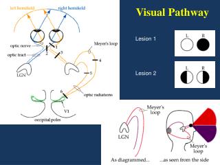 Visual Pathway