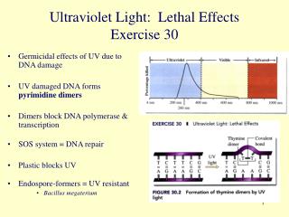 Ultraviolet Light: Lethal Effects Exercise 30