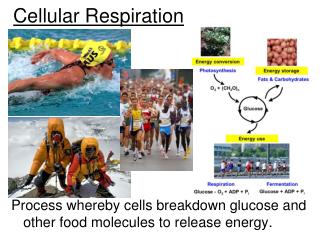 Cellular Respiration