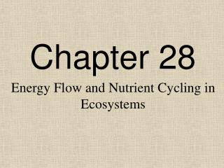 Chapter 28