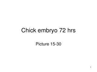 Chick embryo 72 hrs
