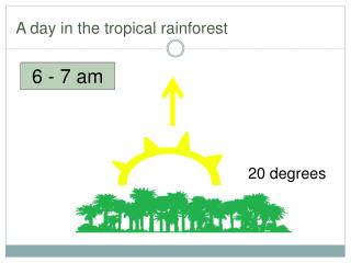 A day in the tropical rainforest