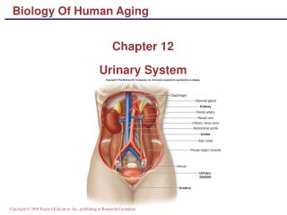 Biology Of Human Aging