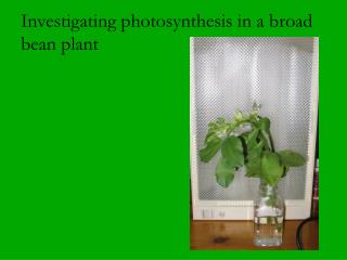 Investigating photosynthesis in a broad bean plant