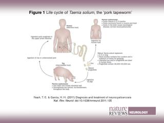 Figure 1 Life cycle of Taenia solium, the ‘pork tapeworm’