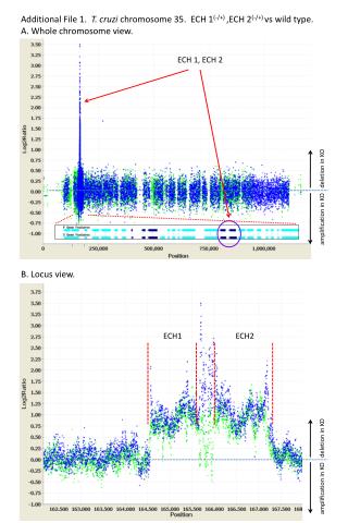 Additional File 1. T. cruzi chromosome 35. ECH 1 (-/+) ,ECH 2 (-/+) vs wild type.