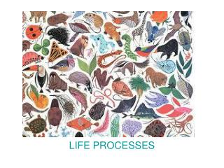 LIFE PROCESSES