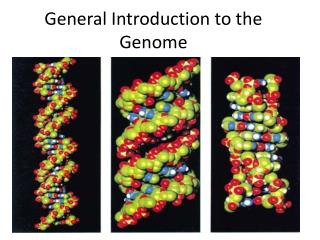 General Introduction to the Genome