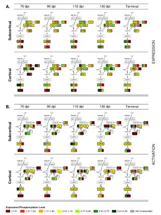 Expression/Phosphorylation Level