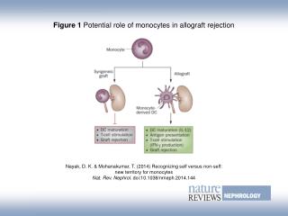 Figure 1 Potential role of monocytes in allograft rejection