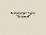 Macroscopic Algae Seaweed