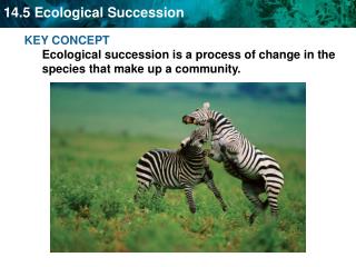 KEY CONCEPT Ecological succession is a process of change in the species that make up a community.