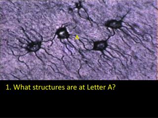 1. What structures are at Letter A?