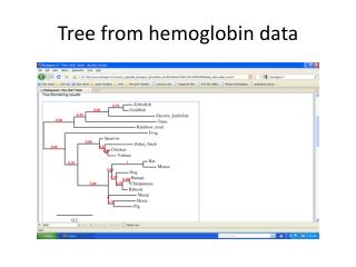 Tree from hemoglobin data