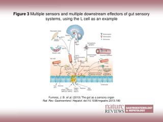 Furness, J. B. et al. (2013) The gut as a sensory organ