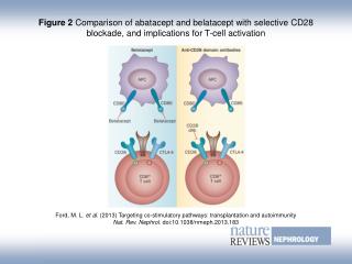 Ford, M. L. et al. (2013) Targeting co-stimulatory pathways: transplantation and autoimmunity