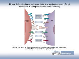 Ford, M. L. et al. (2013) Targeting co-stimulatory pathways: transplantation and autoimmunity