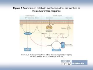 Figure 3 Anabolic and catabolic mechanisms that are involved in the cellular stress response