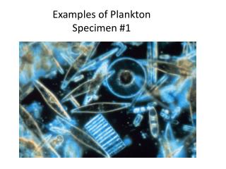 Examples of Plankton Specimen #1