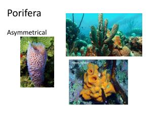 Porifera Asymmetrical