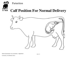 Calf Position For Normal Delivery