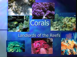 Corals