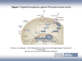 Figure 1 Targeted therapeutics against HR-positive breast cancer