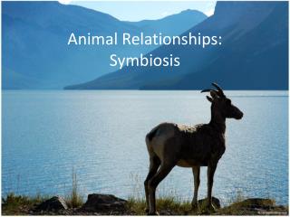 Animal Relationships : Symbiosis