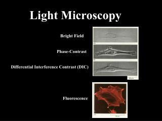 Light Microscopy