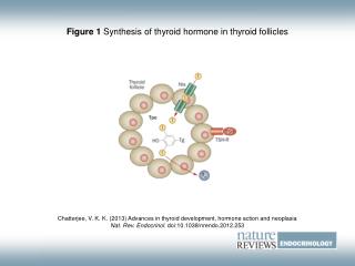 Figure 1 Synthesis of thyroid hormone in thyroid follicles