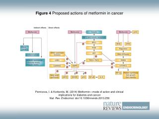 Figure 4 Proposed actions of metformin in cancer