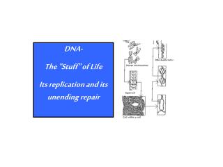DNA- The &quot;Stuff&quot; of Life Its replication and its unending repair