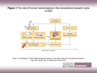 Figure 1 The role of human neuroimaging in the translational research cycle of ASD