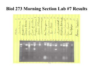 Biol 273 Morning Section Lab #7 Results