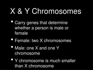 X &amp; Y Chromosomes
