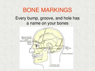 BONE MARKINGS