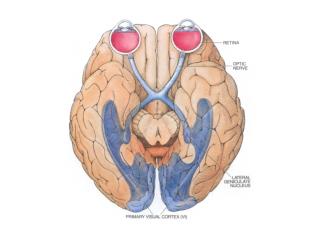 Ganglion cell receptive fields