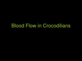 Blood Flow in Crocodilians